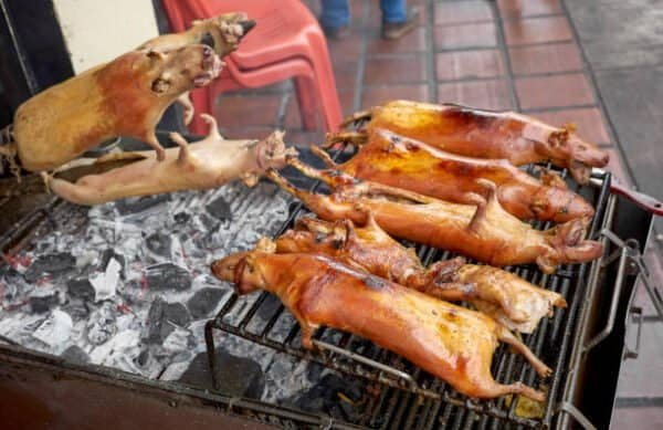 Cuy asado en Guayaquil: una tradición de Chimborazo que gana espacio en la ciudad