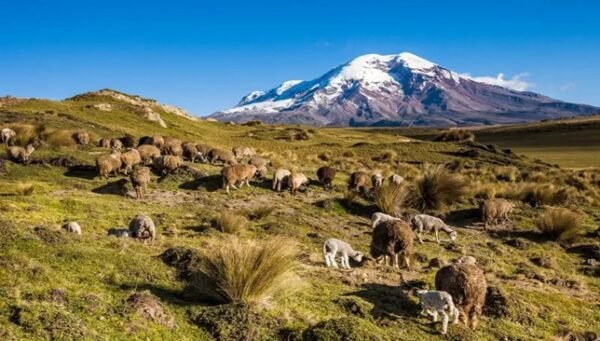 Ataques de perros ferales preocupan a criadores de ovejas en Cotopaxi